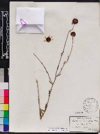 Gaillardia aestivalis image