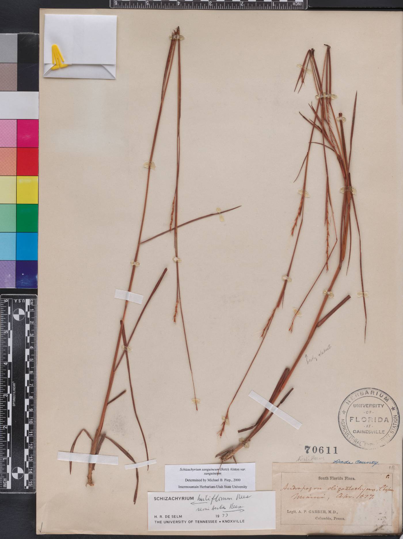 Schizachyrium sanguineum var. sanguineum image