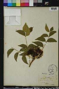 Zanthoxylum clava-herculis image