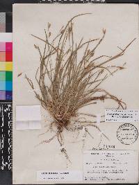 Carex digitalis var. floridana image