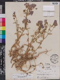 Phlox drummondii image