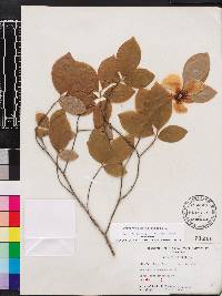 Stewartia malacodendron image