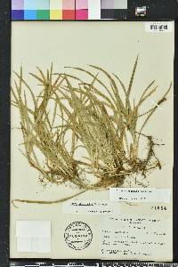 Carex abscondita image