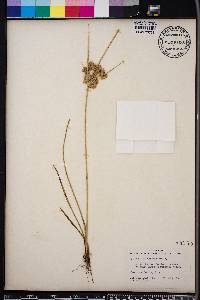 Cyperus surinamensis image