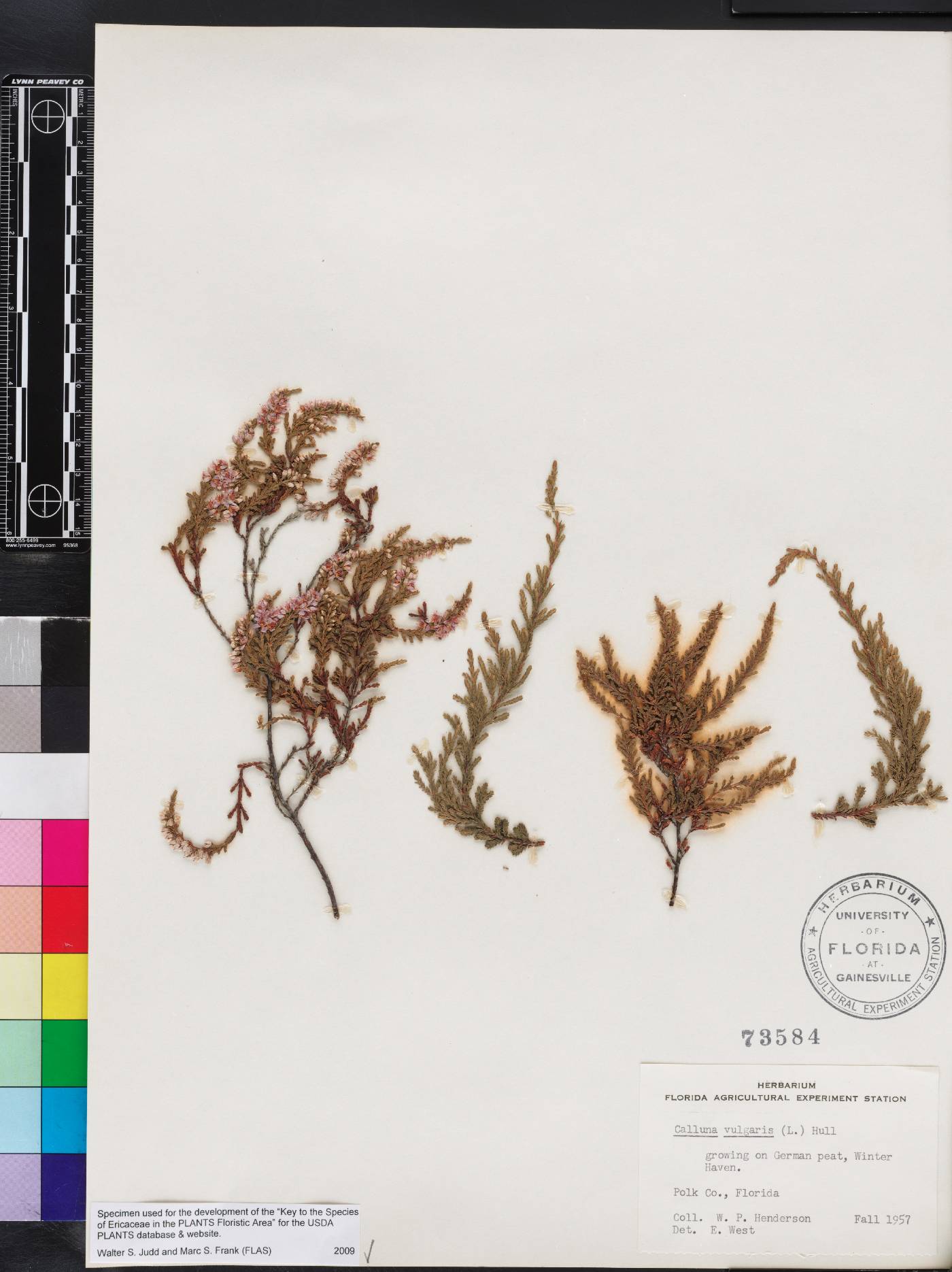 Calluna vulgaris image