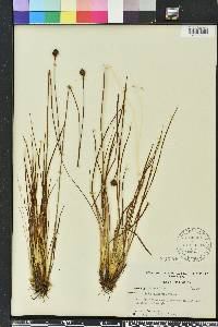 Xyris elliottii image