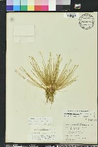 Eleocharis geniculata image