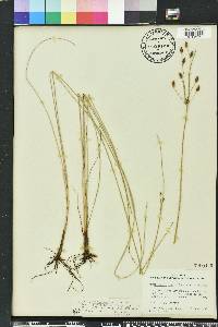 Fimbristylis caroliniana image