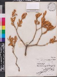 Jacquinia keyensis image