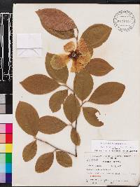 Stewartia malacodendron image