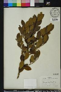 Ilex coriacea image