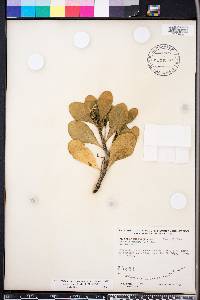 Scaevola plumieri image