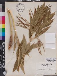 Amsonia tabernaemontana image