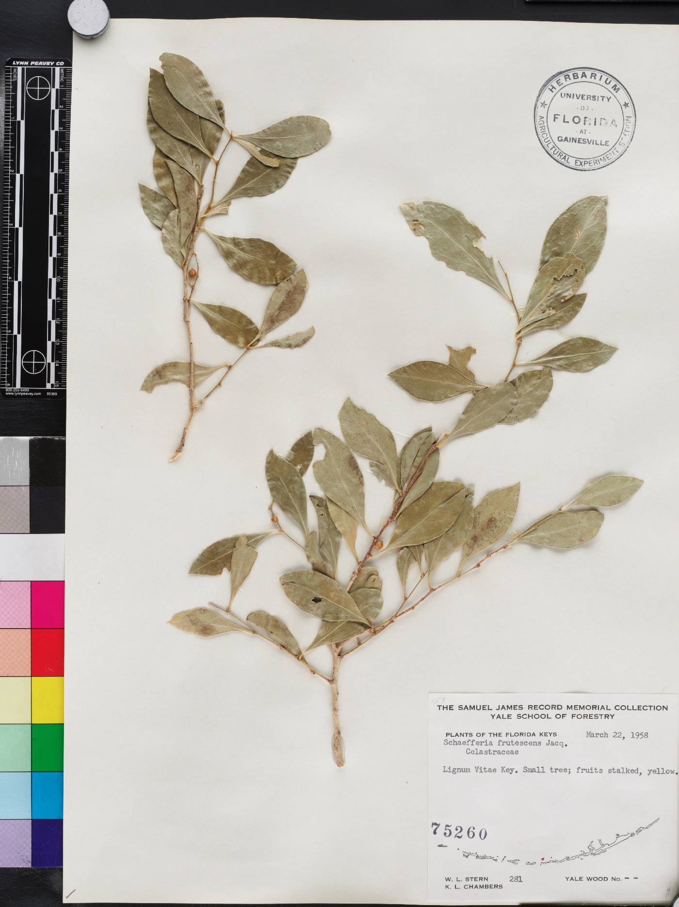 Schaefferia frutescens image