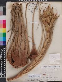 Tillandsia fasciculata image