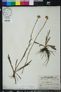 Helenium pinnatifidum image