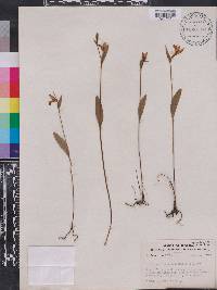 Pogonia ophioglossoides image