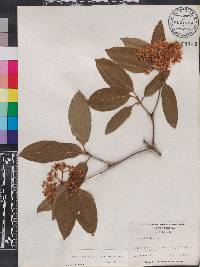 Viburnum cassinoides image