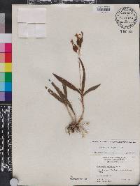 Epidendrum conopseum image