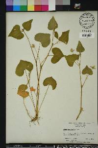 Viola pubescens var. pubescens image