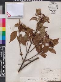 Viburnum cassinoides image