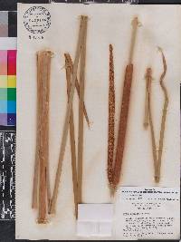 Typha domingensis image