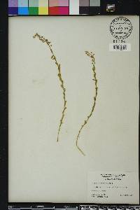 Polygala crenata image