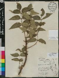 Zanthoxylum clava-herculis subsp. clava-herculis image