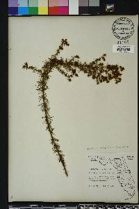 Hypericum brachyphyllum image