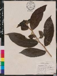 Dichapetalum donnell-smithii image