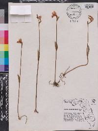 Pogonia ophioglossoides image