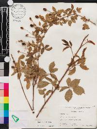 Rubus trivialis image