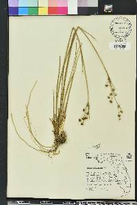 Juncus scirpoides image