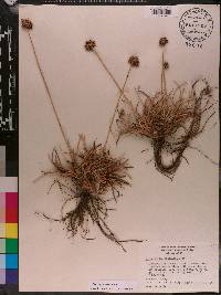 Fimbristylis cymosa image