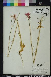 Sabatia grandiflora image