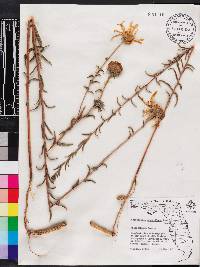 Phoebanthus grandiflorus image