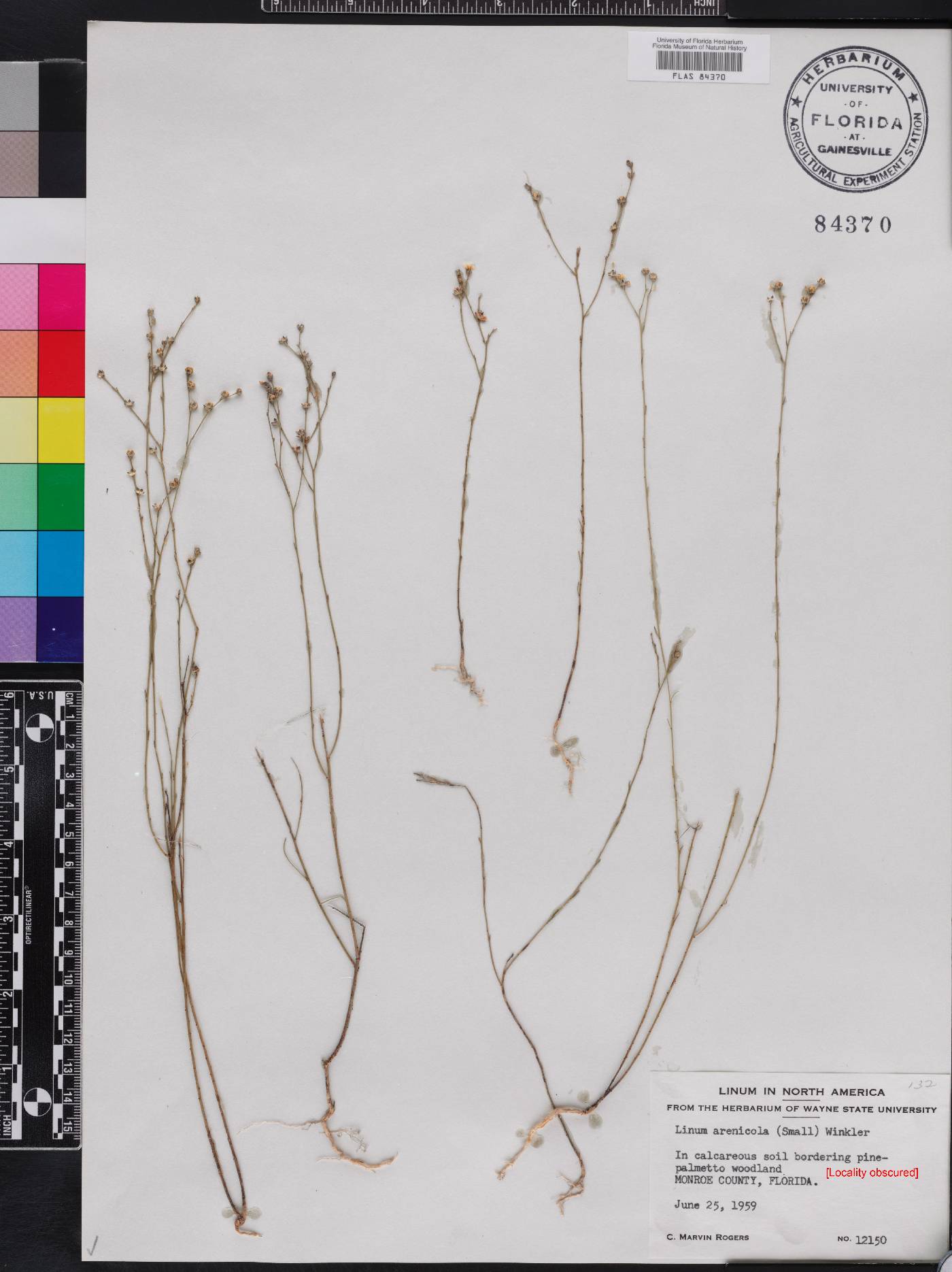 Linum arenicola image