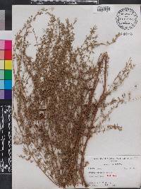 Lythrum curtissii image