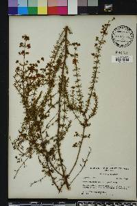 Hypericum brachyphyllum image