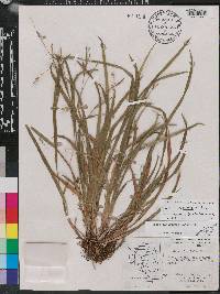 Carex laxiculmis image