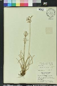 Fimbristylis dichotoma image