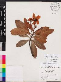 Gordonia lasianthus image