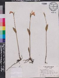 Pogonia ophioglossoides image