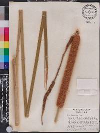 Typha domingensis image