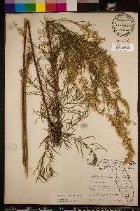 Eupatorium compositifolium image