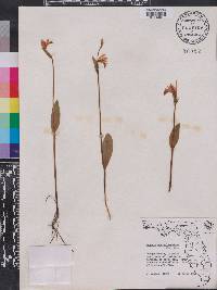 Pogonia ophioglossoides image