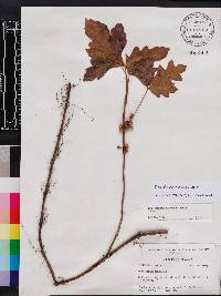 Toxicodendron pubescens image