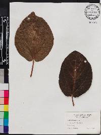 Ficus sycomorus image