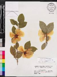 Stewartia malacodendron image