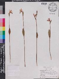 Pogonia ophioglossoides image